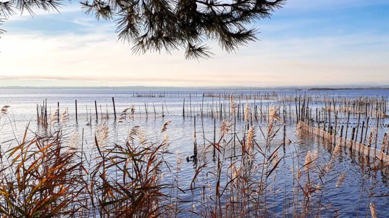 The Albufera