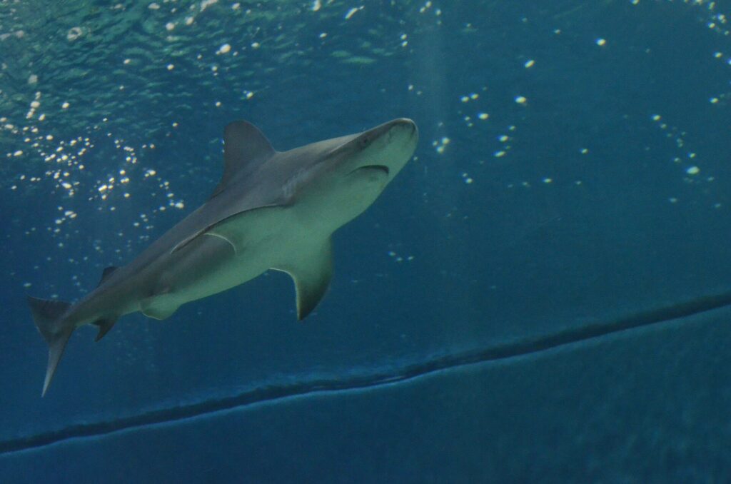 Acuario: Un tiburón en el gran tanque