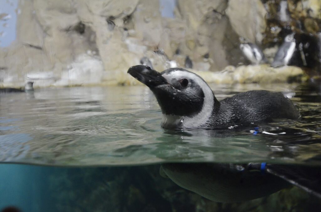 Acuario: Un pingüino en el acuario