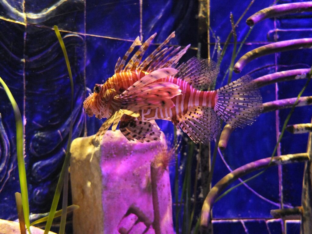 Atlantis Aquaventure: Un pez león en el acuario The Lost Chambers
