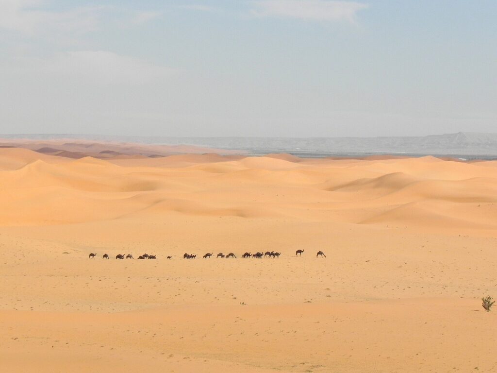 Desert: Camels crossing the dunes