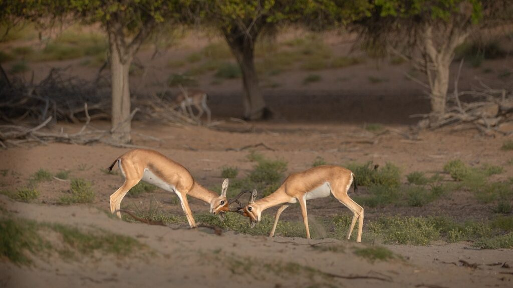 Desert: Arabian gazelles