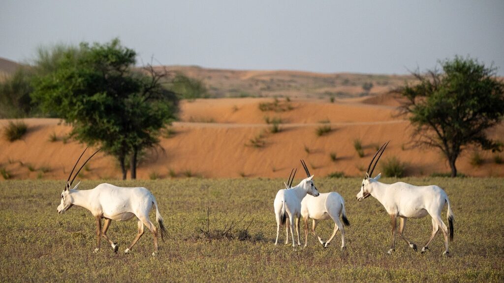 Desert: Arabian oryx in the Dubai Desert Conservation Reserve