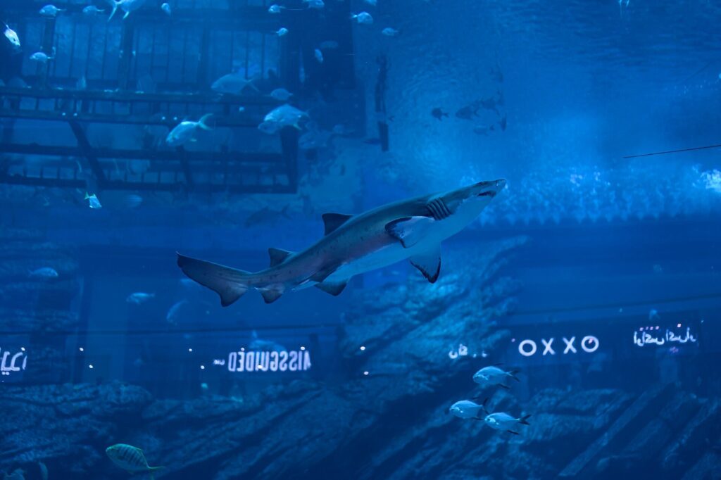 Dubai Mall: A shark in the aquarium