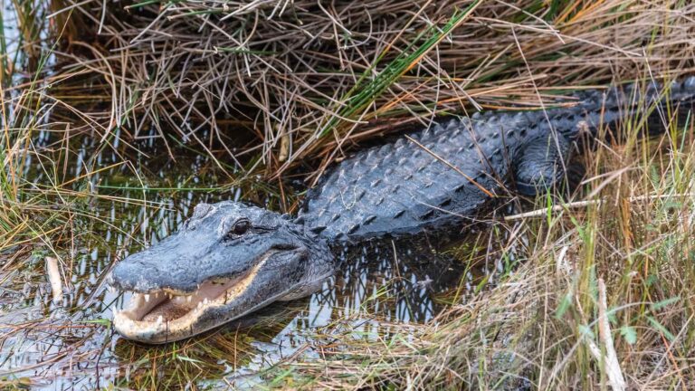 Everglades