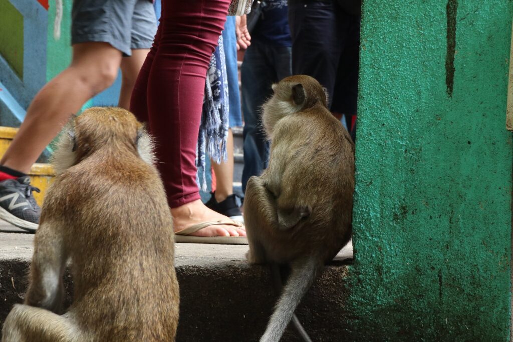 Batu Caves: Long-tailed macaques on the steps